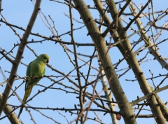 Conures Vertes 10 * 3544 x 2629 * (4.03MB)